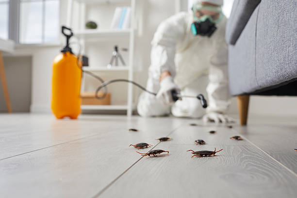 Commercial Rodent Management in Stratford